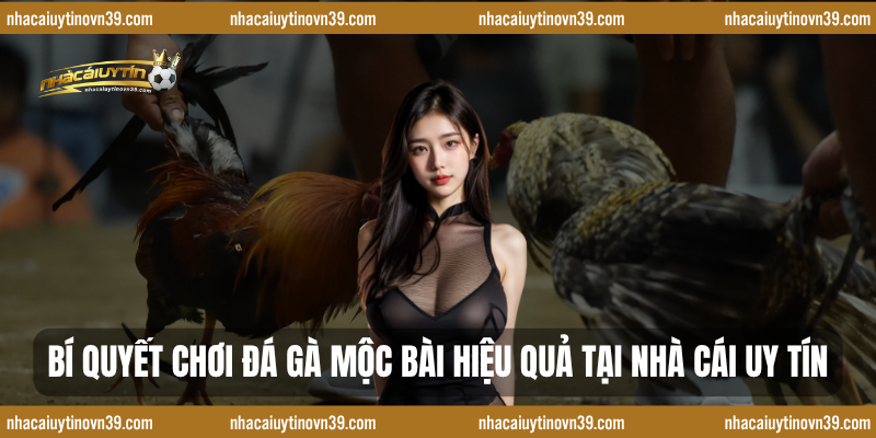 Bí quyết chơi đá gà mộc bài hiệu quả tại nhà cái uy tín