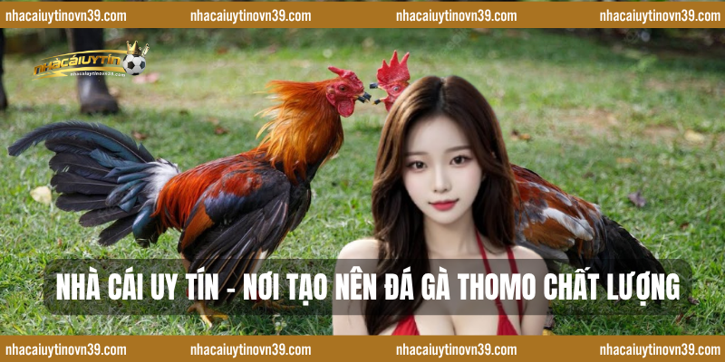 Nhà Cái Uy Tín – Nơi Tạo Nên Đá Gà Thomo Chất Lượng